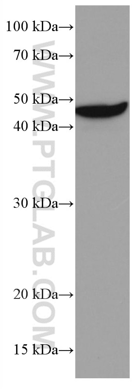 Western Blot (WB) analysis of NIH/3T3 cells using USF1 Monoclonal antibody (67114-1-Ig)