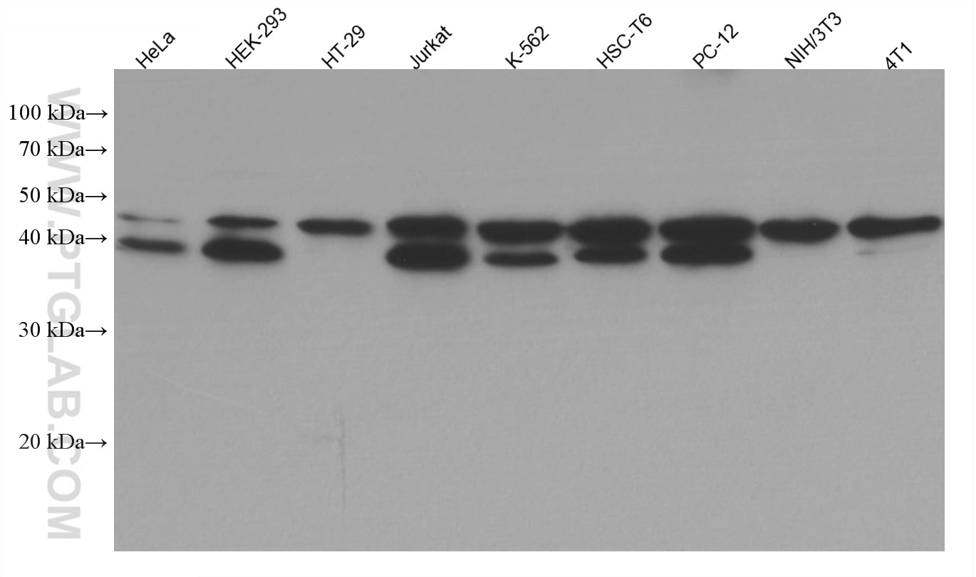 Western Blot (WB) analysis of various lysates using USF1 Monoclonal antibody (67114-1-Ig)