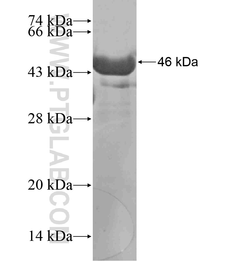 USF1 fusion protein Ag17785 SDS-PAGE