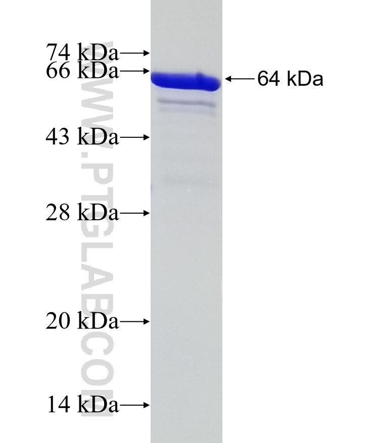 USF1 fusion protein Ag17789 SDS-PAGE