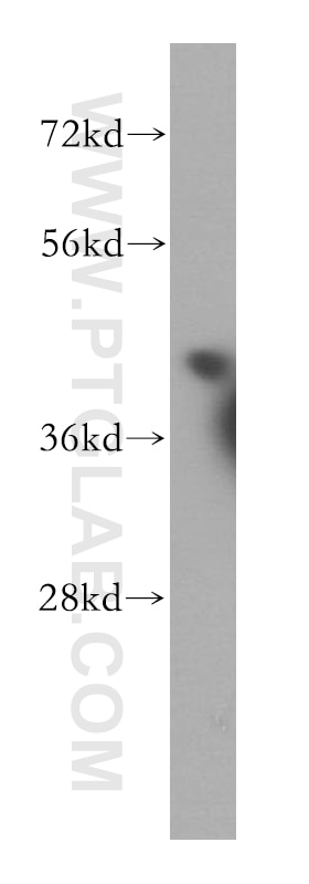 Western Blot (WB) analysis of HepG2 cells using USF2 Polyclonal antibody (16614-1-AP)