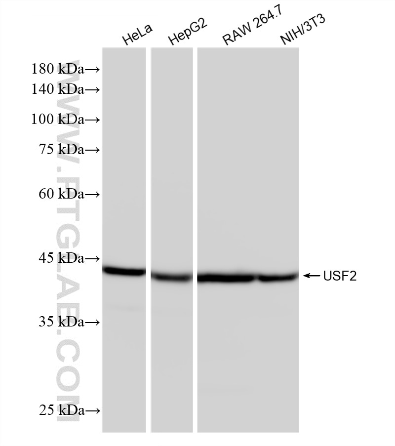 Various lysates were subjected to SDS PAGE followed by western blot with 87636-1-RR (USF2 antibody) at dilution of 1:10000 incubated at room temperature for 1.5 hours. Western Blot (WB) analysis of various lysates using USF2 Recombinant monoclonal antibody (87636-1-RR)