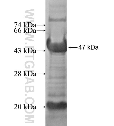 USF2 fusion protein Ag10078 SDS-PAGE
