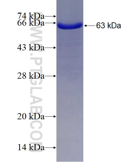 USF2 fusion protein Ag9866 SDS-PAGE