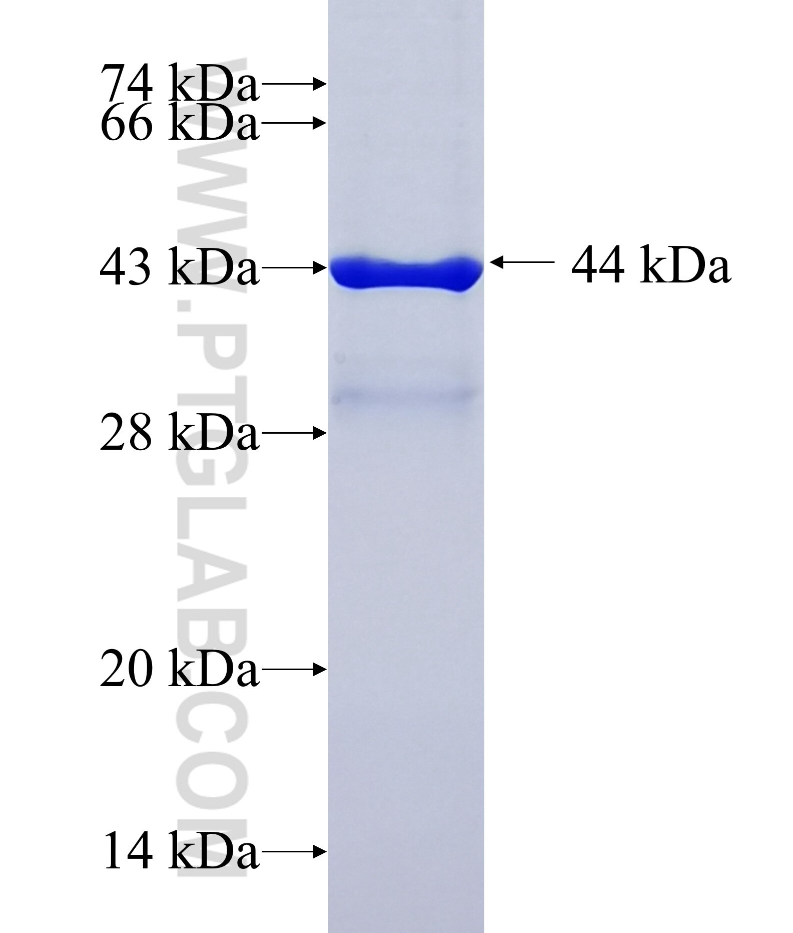 USF3 fusion protein Ag27636 SDS-PAGE USF3 fusion protein Ag27636 SDS-PAGE