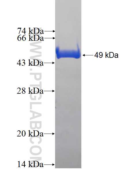 USH1C fusion protein Ag0513 SDS-PAGE