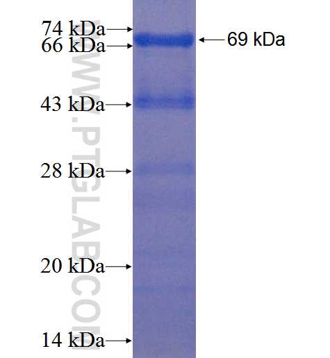 USH1C fusion protein Ag1919 SDS-PAGE