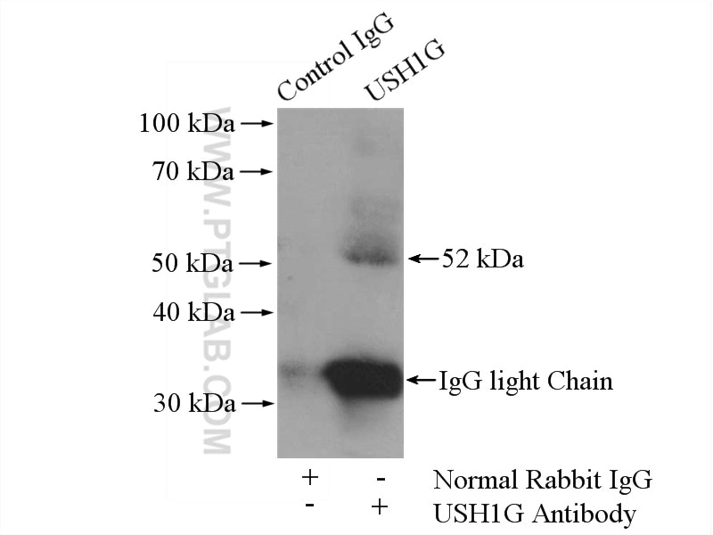Immunoprecipitation (IP) experiment of NIH/3T3 cells using USH1G Polyclonal antibody (21936-1-AP)