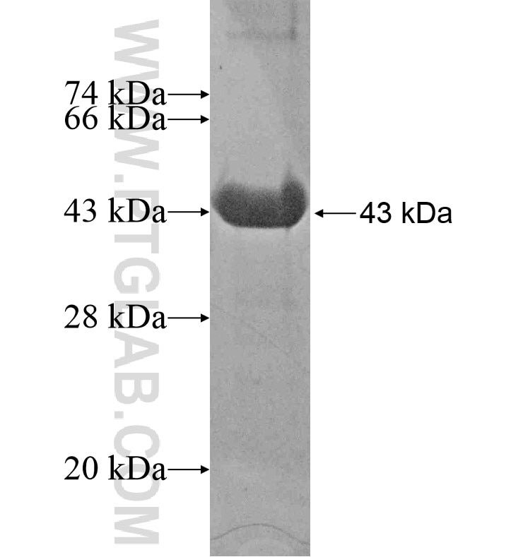 USH1G fusion protein Ag16571 SDS-PAGE