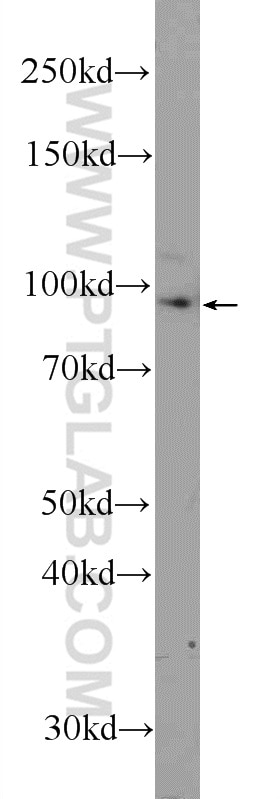 Western Blot (WB) analysis of A549 cells using USHBP1 Polyclonal antibody (17226-1-AP)