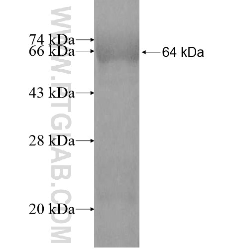 USHBP1 fusion protein Ag11064 SDS-PAGE