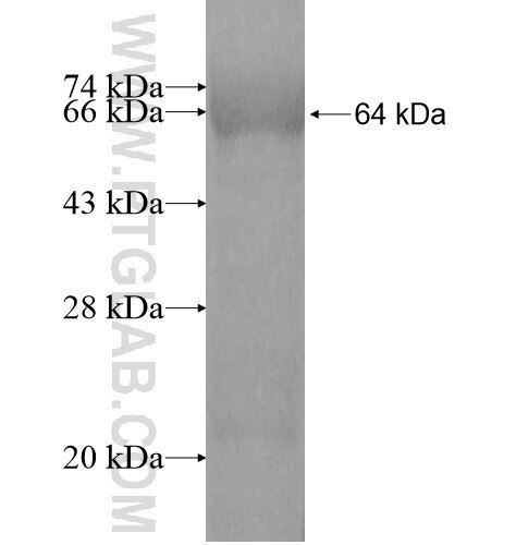 USHBP1 fusion protein Ag11064 SDS-PAGE