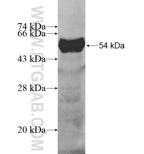 USHBP1 fusion protein Ag11678 SDS-PAGE