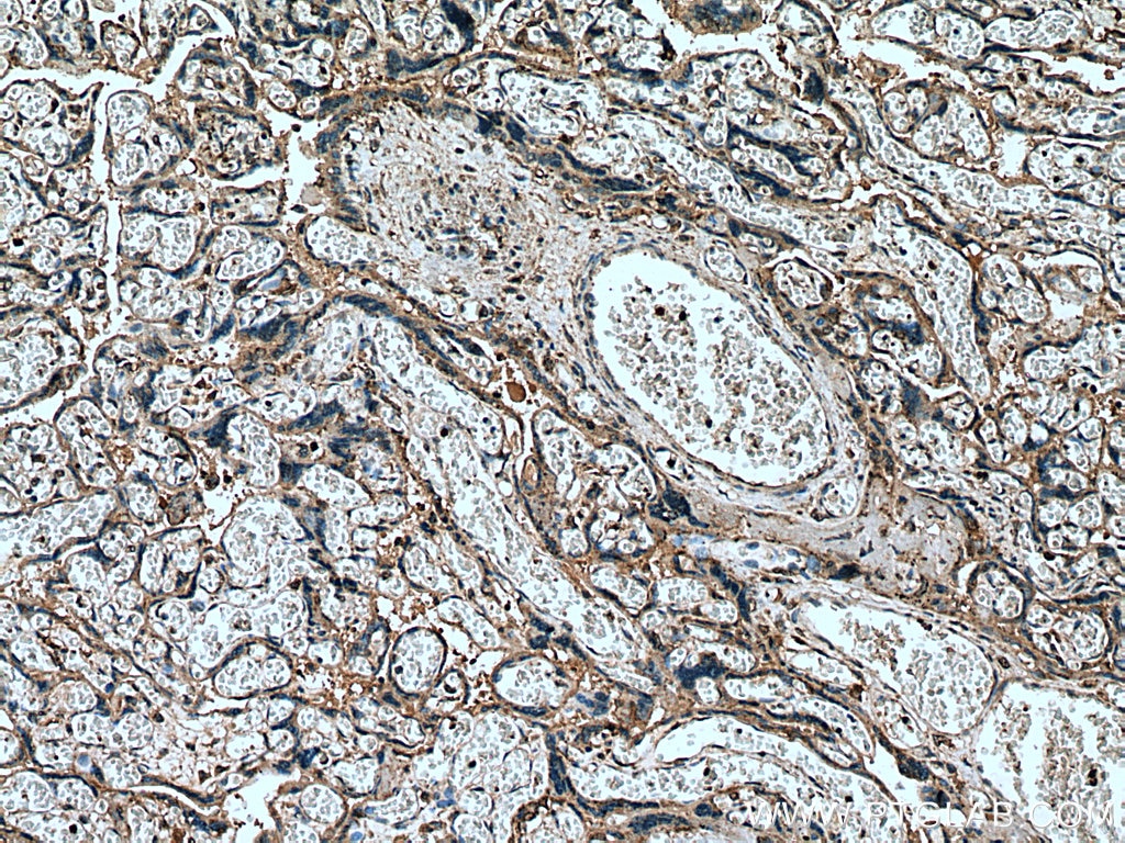 Immunohistochemistry (IHC) staining of human placenta tissue using USMG5 Polyclonal antibody (17716-1-AP)