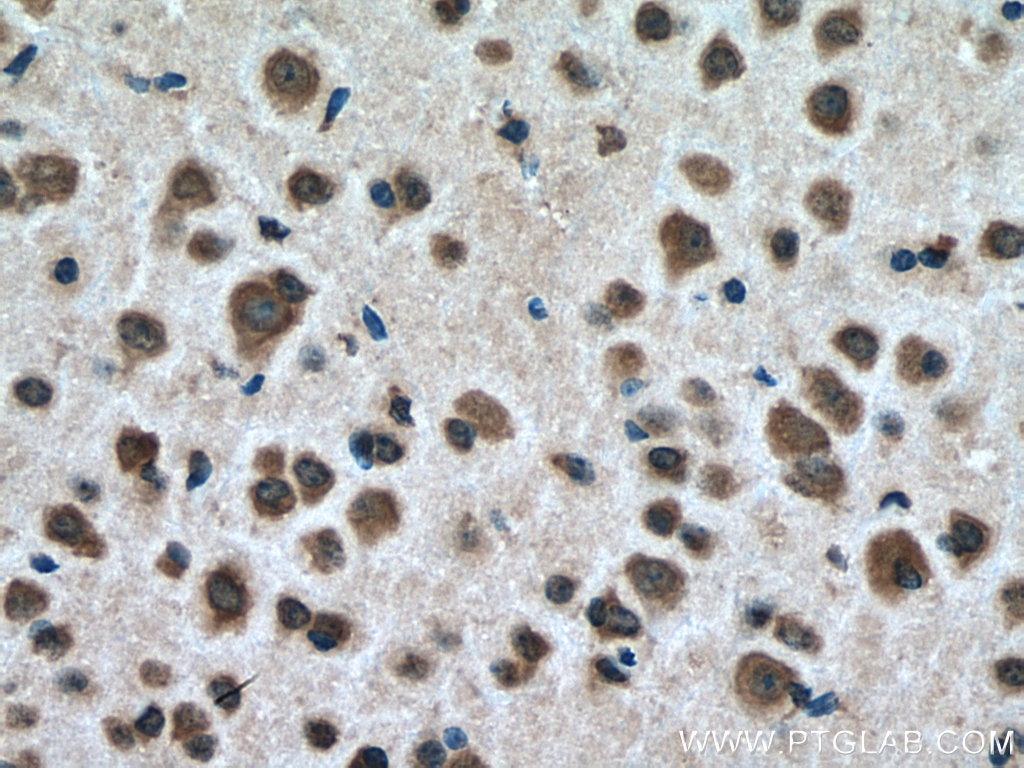 Immunohistochemistry (IHC) staining of mouse brain tissue using USMG5 Polyclonal antibody (17716-1-AP)