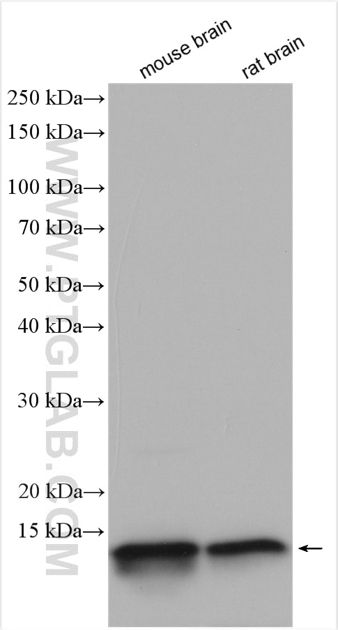 Western Blot (WB) analysis of various lysates using USMG5 Polyclonal antibody (17716-1-AP)