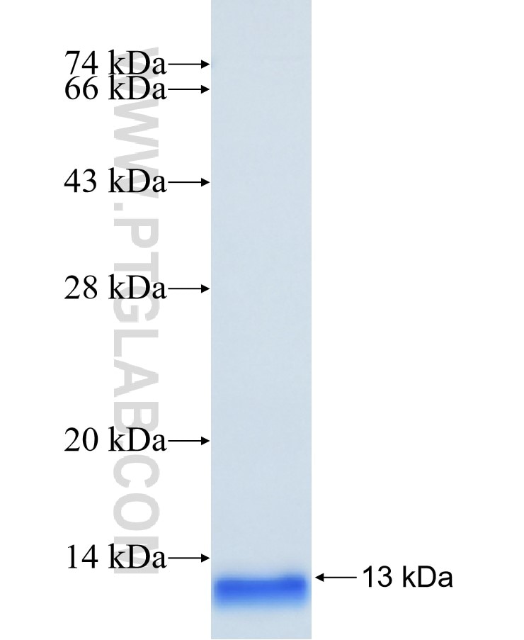 USMG5 fusion protein Ag12086 SDS-PAGE