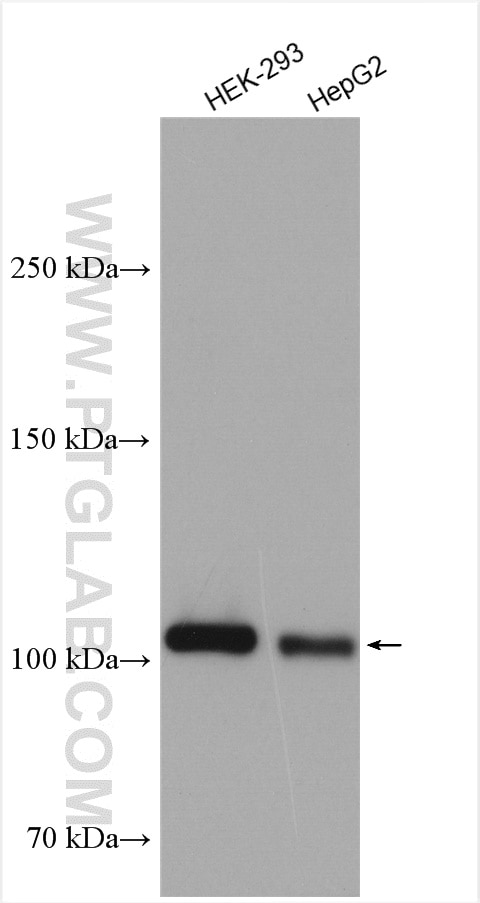 Western Blot (WB) analysis of various lysates using p115, USO1 Polyclonal antibody (13509-1-AP)