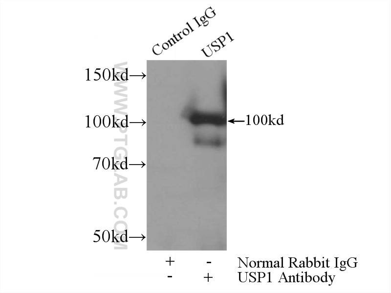 Immunoprecipitation (IP) experiment of HEK-293 cells using USP1 Polyclonal antibody (14346-1-AP)