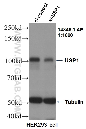 Western Blot (WB) analysis of HEK-293 cells using USP1 Polyclonal antibody (14346-1-AP)