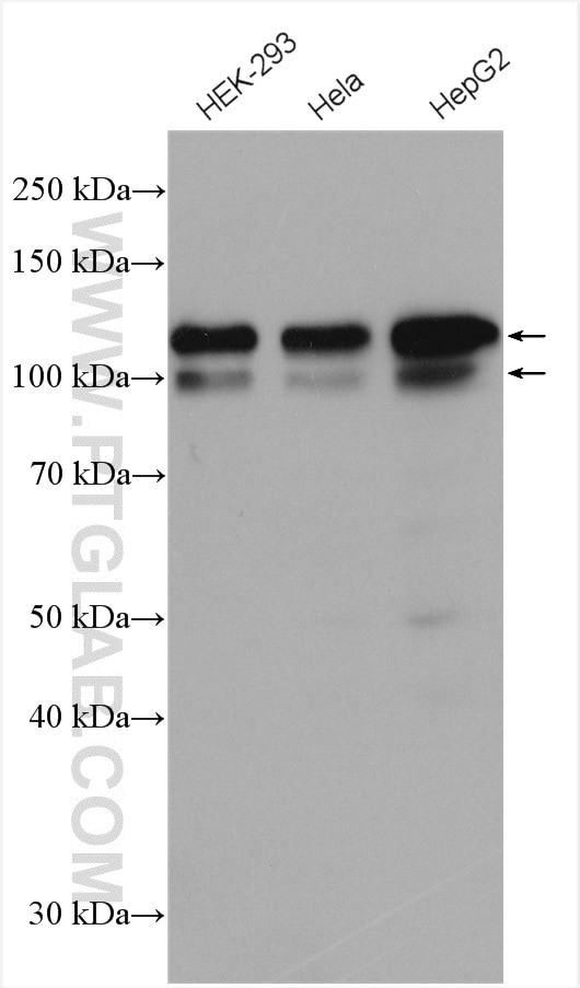 Western Blot (WB) analysis of various lysates using USP1 Polyclonal antibody (14346-1-AP)