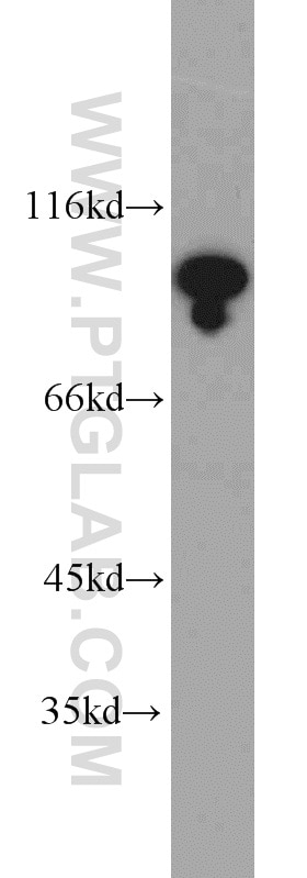 Western Blot (WB) analysis of HeLa cells using USP1 Polyclonal antibody (14346-1-AP)