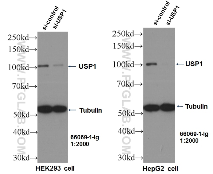 Western Blot (WB) analysis of HepG2 cells using USP1 Monoclonal antibody (66069-1-Ig)