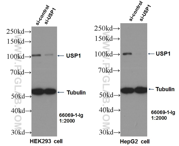 WB analysis of HepG2 using 66069-1-Ig