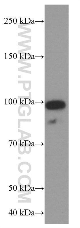 Western Blot (WB) analysis of HepG2 cells using USP1 Monoclonal antibody (66069-1-Ig)