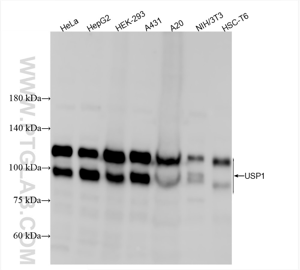 Various lysates were subjected to SDS PAGE followed by western blot with 86453-1-RR (USP1 antibody) at dilution of 1:5000 incubated at room temperature for 1.5 hours. Western Blot (WB) analysis of various lysates using USP1 Recombinant antibody (86453-1-RR)