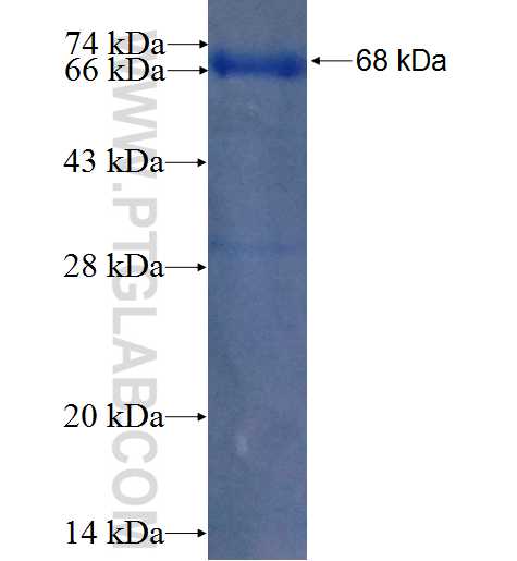USP1 fusion protein Ag5686 SDS-PAGE