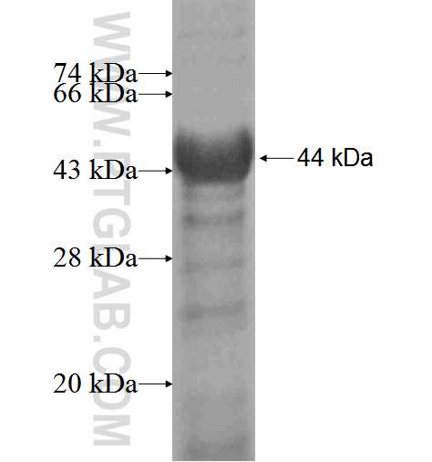 USP1 fusion protein Ag5904 SDS-PAGE