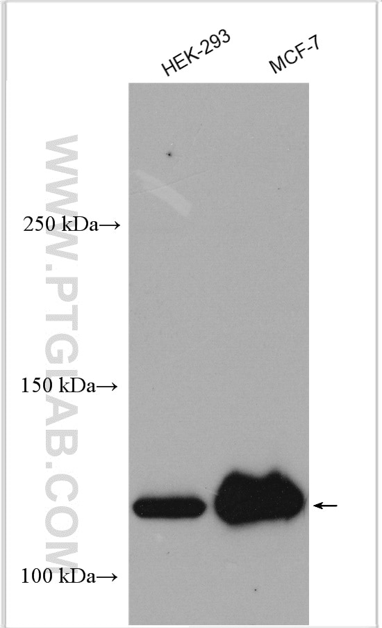 Western Blot (WB) analysis of various lysates using USP10 Polyclonal antibody (19374-1-AP)