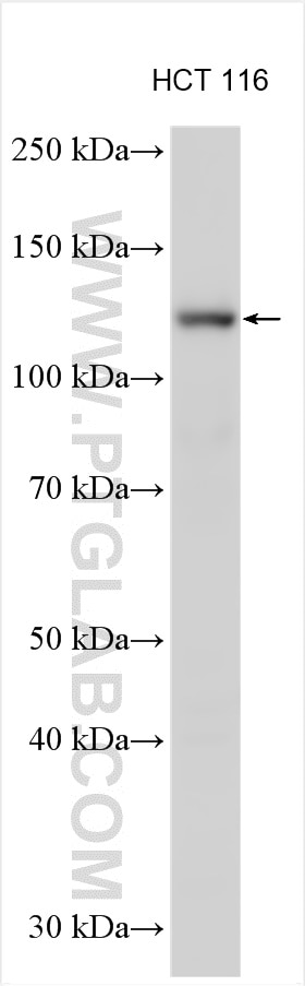 Western Blot (WB) analysis of various lysates using USP10 Polyclonal antibody (19374-1-AP)