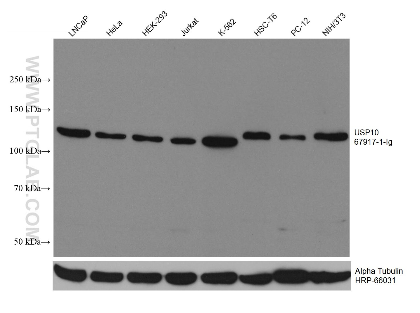 Western Blot (WB) analysis of various lysates using USP10 Monoclonal antibody (67917-1-Ig)