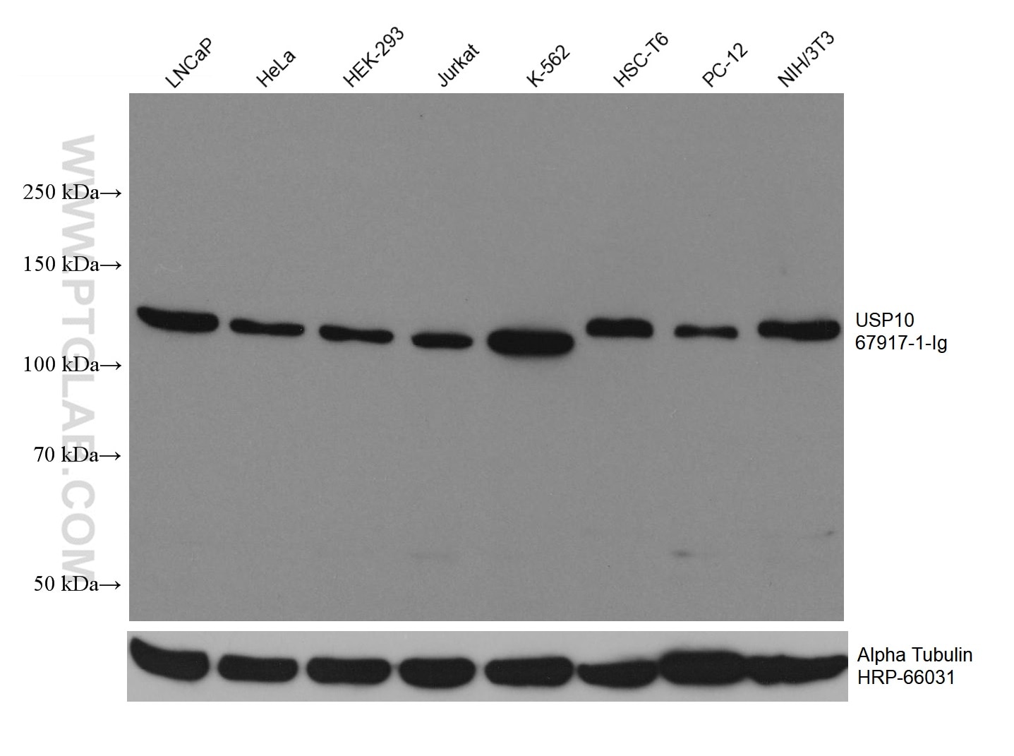 WB analysis using 67917-1-Ig