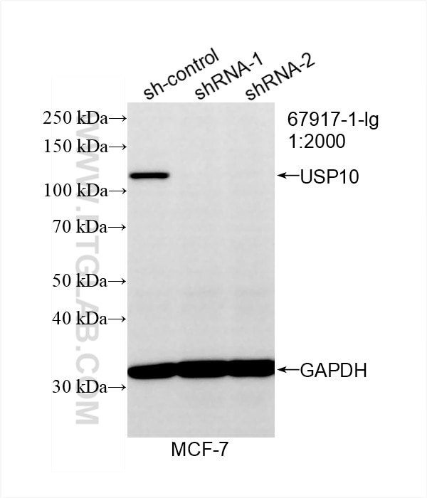 Western Blot (WB) analysis of MCF-7 cells using USP10 Monoclonal antibody (67917-1-Ig)