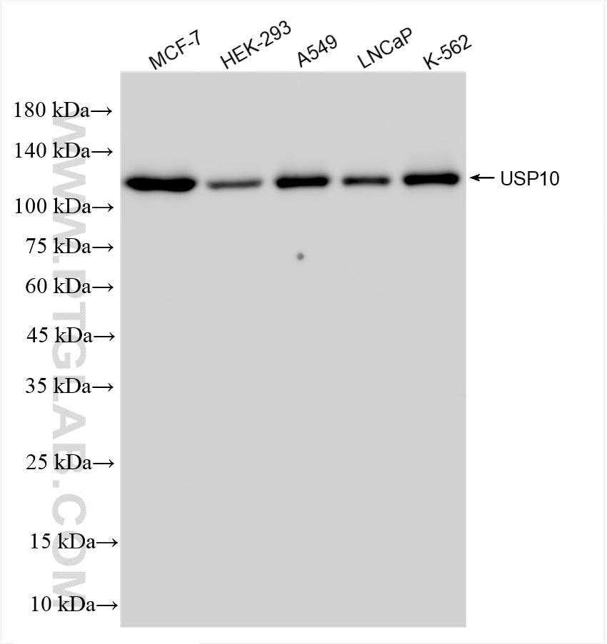 Western Blot (WB) analysis of various lysates using USP10 Recombinant antibody (81435-2-RR)
