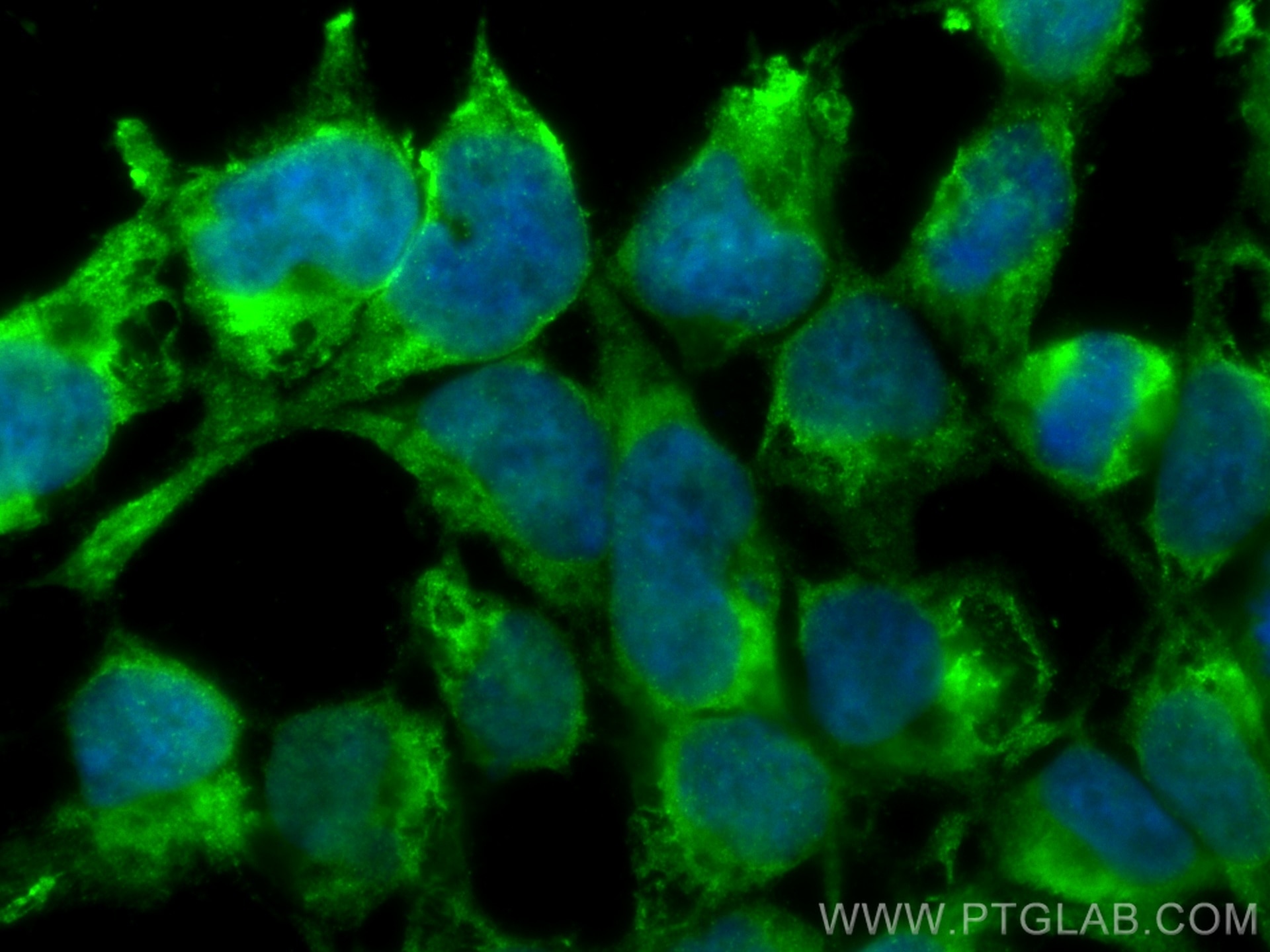 Immunofluorescence (IF) / fluorescent staining of HEK-293 cells using CoraLite® Plus 488-conjugated USP10 Monoclonal ant (CL488-67917)