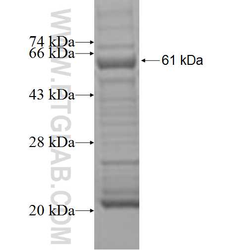 USP10 fusion protein Ag7106 SDS-PAGE