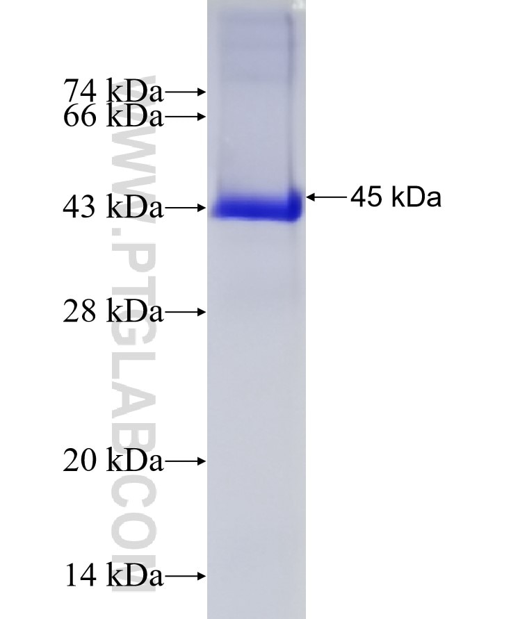 USP10 fusion protein Ag7233 SDS-PAGE