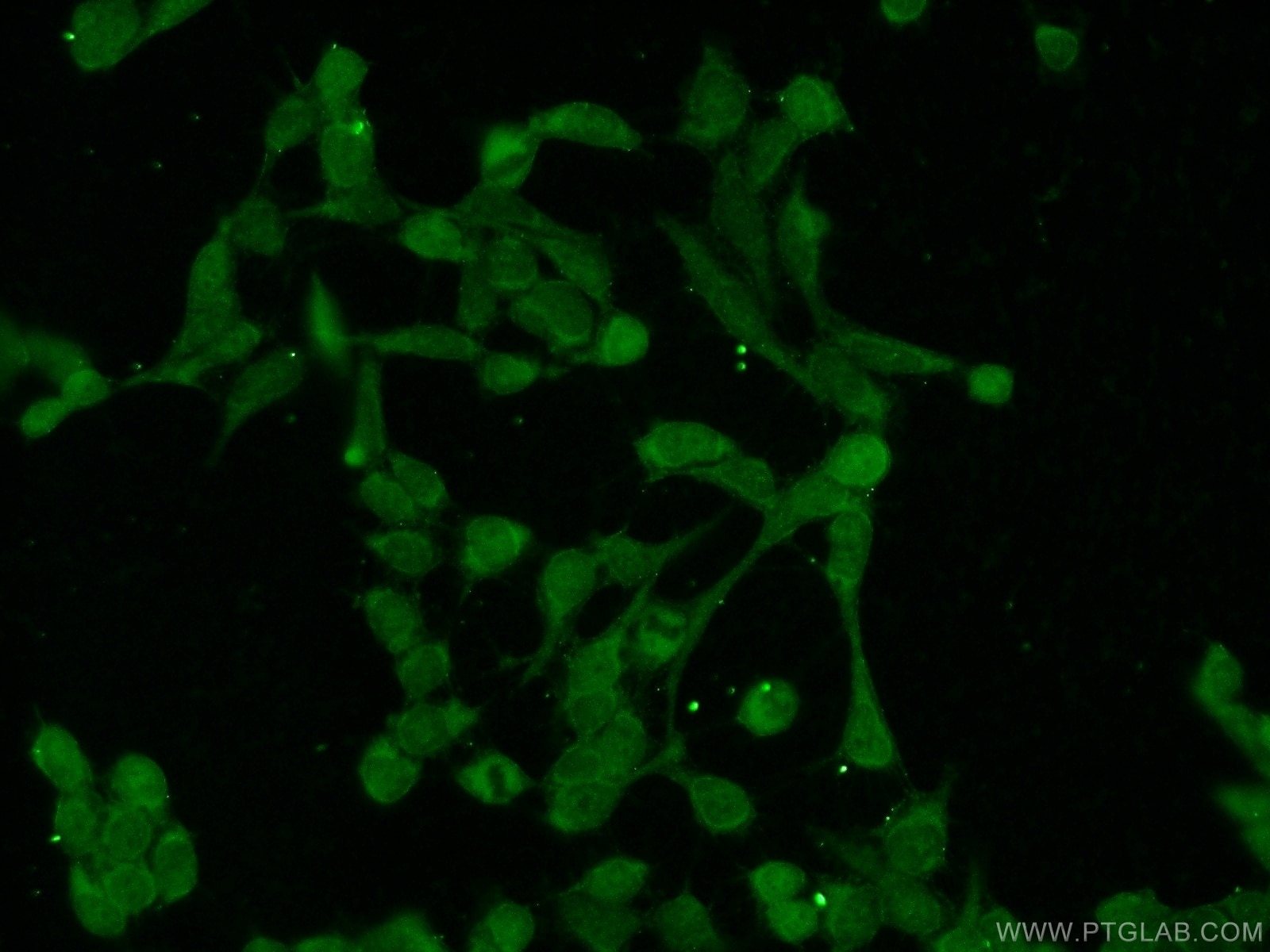 IF Staining of HEK-293 using 22340-1-AP