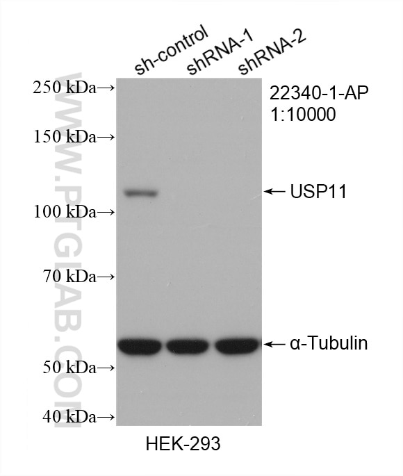 Western Blot (WB) analysis of HEK-293 cells using USP11 Polyclonal antibody (22340-1-AP)