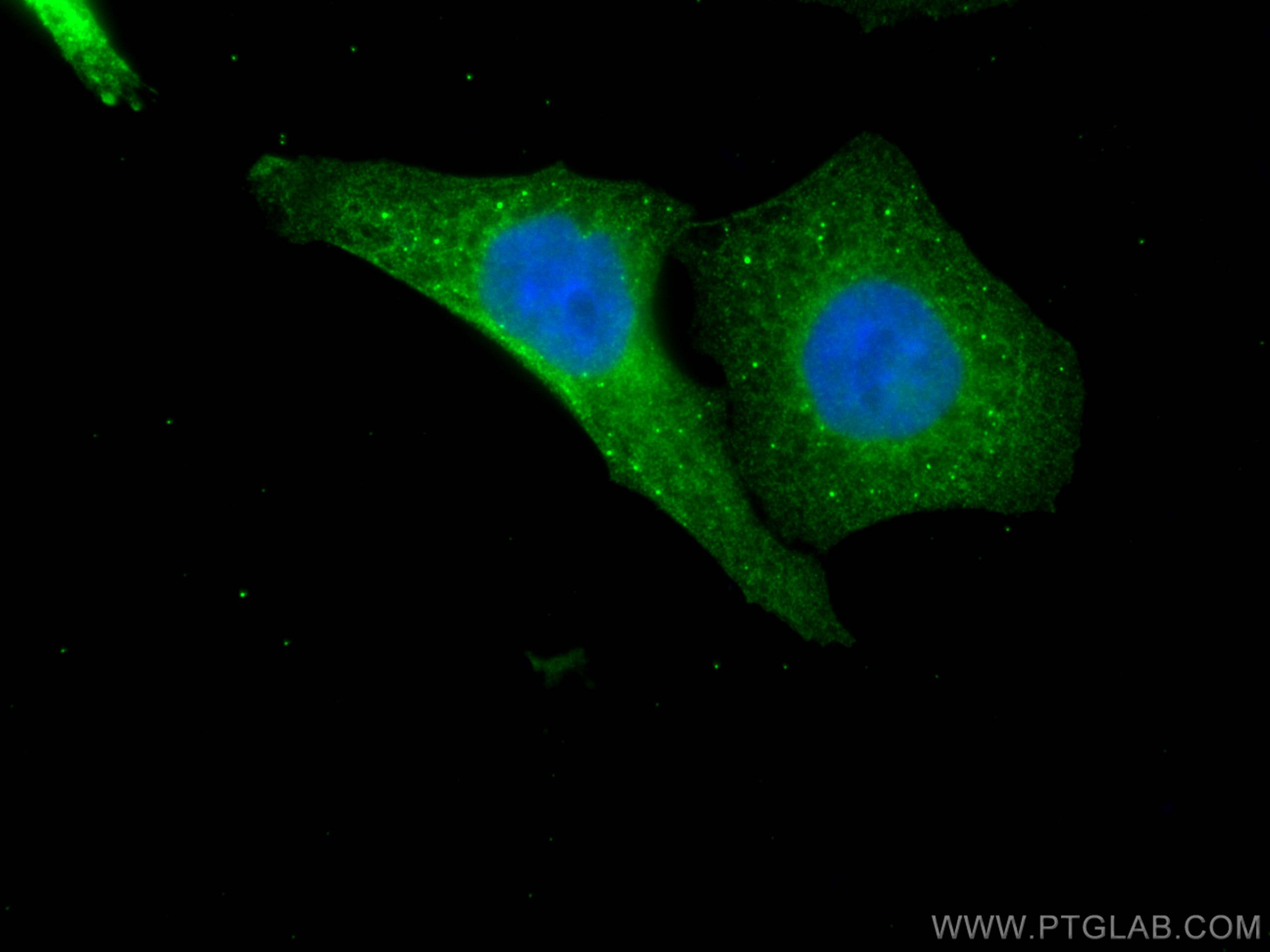 Immunofluorescence (IF) / fluorescent staining of HepG2 cells using USP11 Monoclonal antibody (67805-1-Ig)