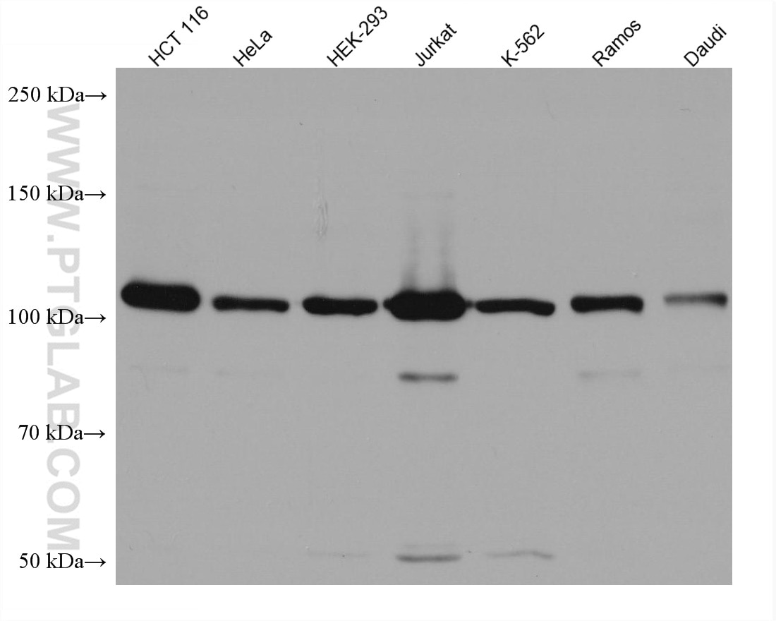 Western Blot (WB) analysis of various lysates using USP11 Monoclonal antibody (67805-1-Ig)