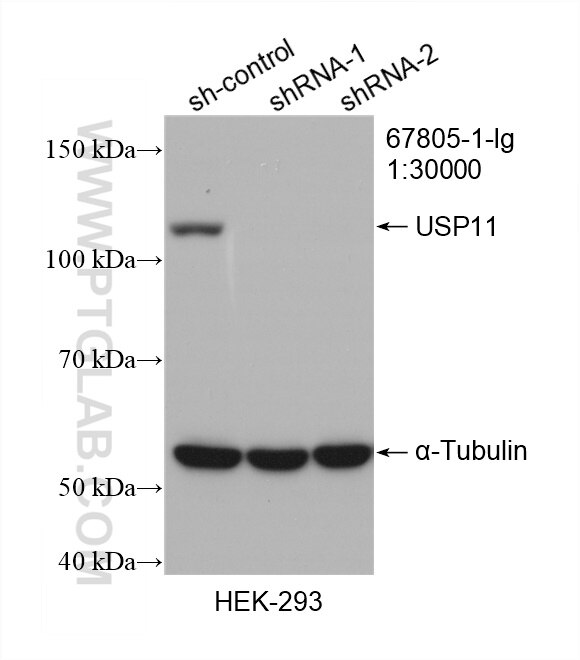 Western Blot (WB) analysis of HEK-293 cells using USP11 Monoclonal antibody (67805-1-Ig)