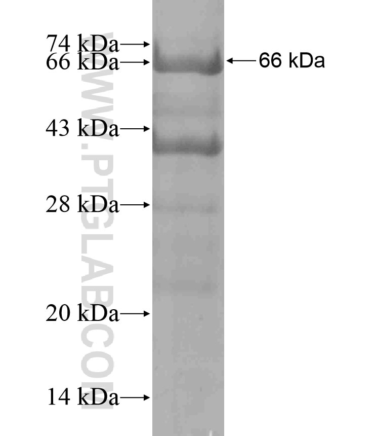 USP11 fusion protein Ag17829 SDS-PAGE
