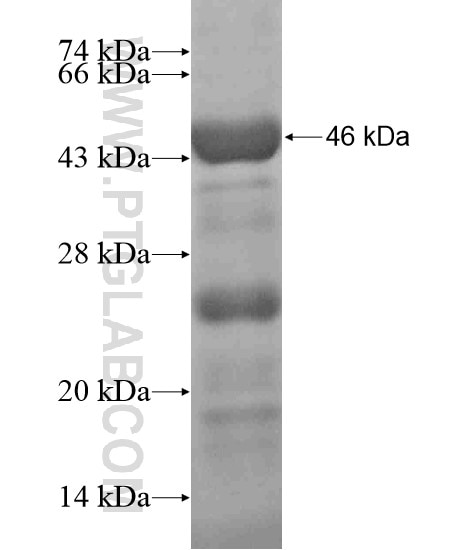 USP11 fusion protein Ag19058 SDS-PAGE