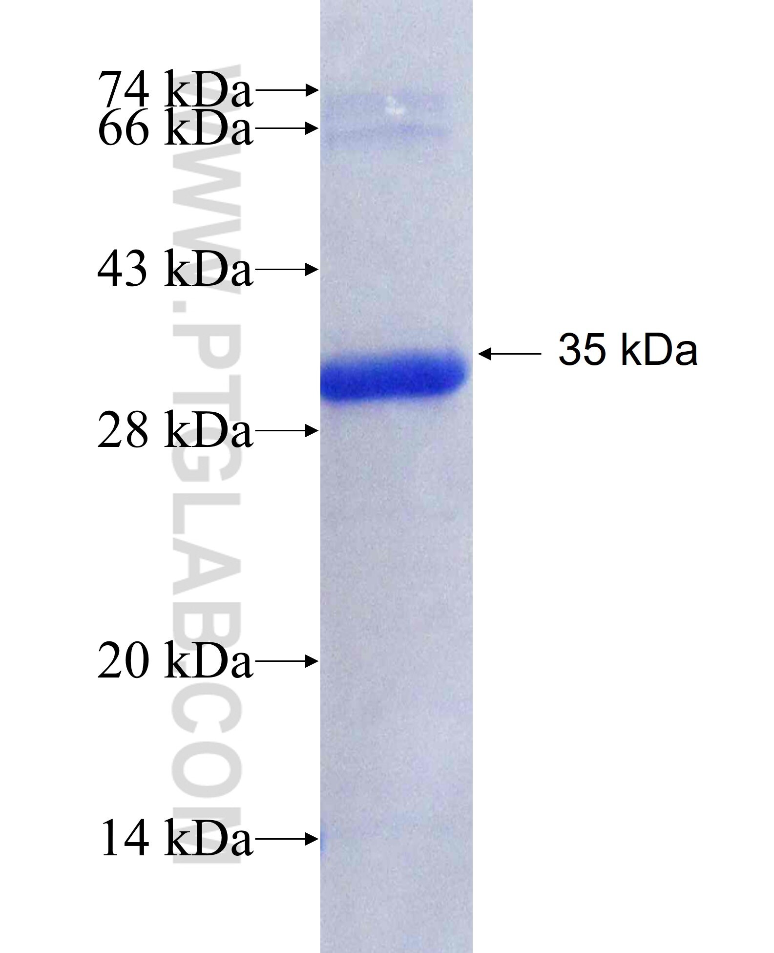 USP12 fusion protein Ag27808 SDS-PAGE