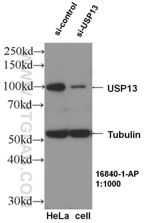 Western Blot (WB) analysis of HeLa cells using USP13 Polyclonal antibody (16840-1-AP)